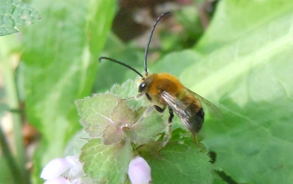 Eucera